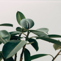Waarom planten beter groeien met muziek en hoe je dit zelf kunt testen