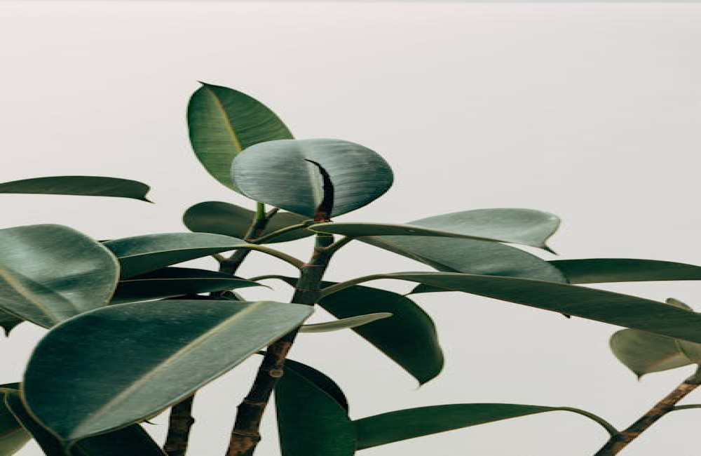 Waarom planten beter groeien met muziek en hoe je dit zelf kunt testen