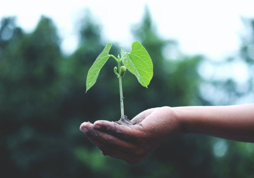 Waarom je planten bruine bladeren krijgen en hoe je dat voorkomt