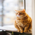 Wat is de betekenis van de uitdrukking 'de kat uit de boom kijken'?