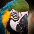 Waarom is Suriname zo’n populair vakantieland?
