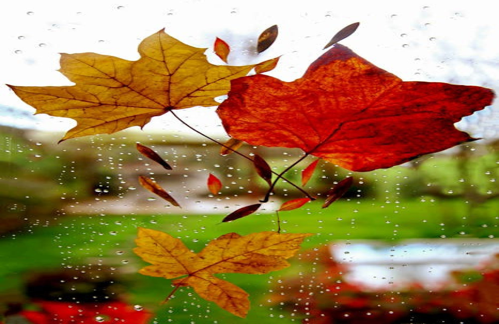 Waarom ruikt regen anders op een warme zomerdag?