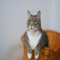Waarom katten kneden: de psychologie achter dit bijzondere gedrag