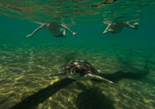 Haaien Zakynthos: wat je echt ziet bij het snorkelen en op een boottocht