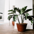 Hoe weet je welk type plant past bij jouw interieur?