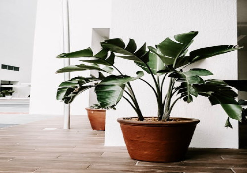 Hoe weet je welk type plant past bij jouw interieur?