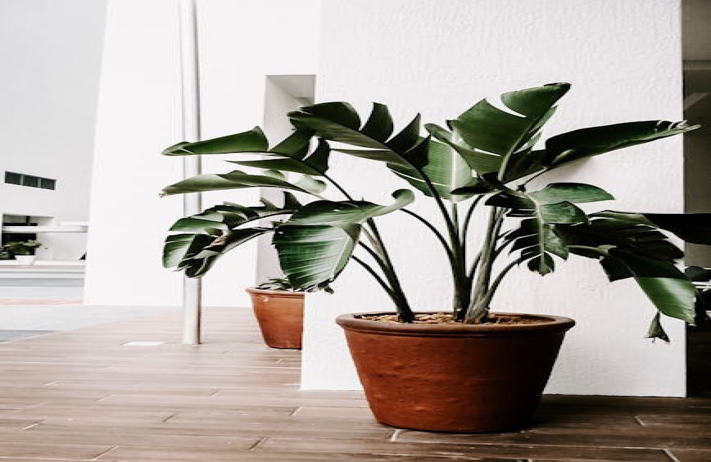 Hoe weet je welk type plant past bij jouw interieur?