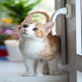 Waarom plassen katten soms buiten de kattenbak?