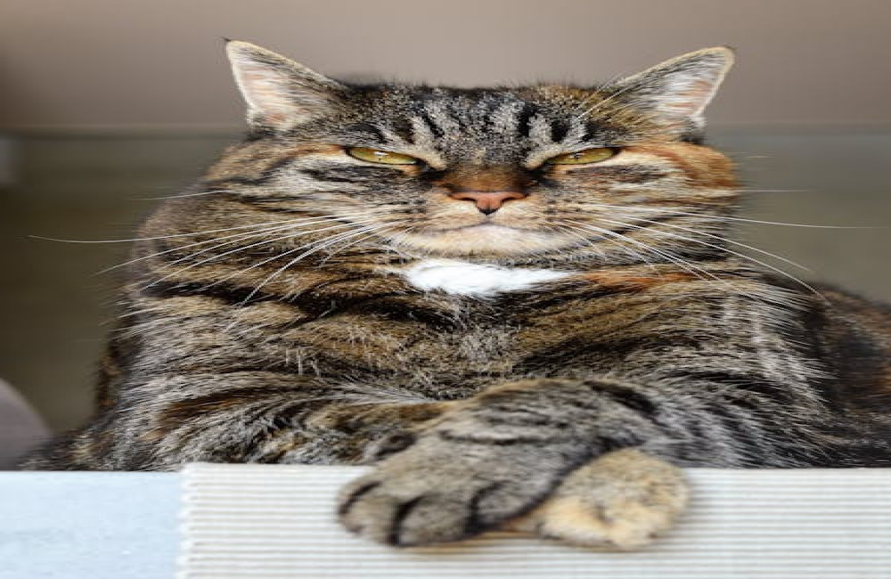 Waarom worden katten aangetrokken tot dozen?