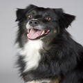 Wat betekent het als je hond constant over zijn lip likt?