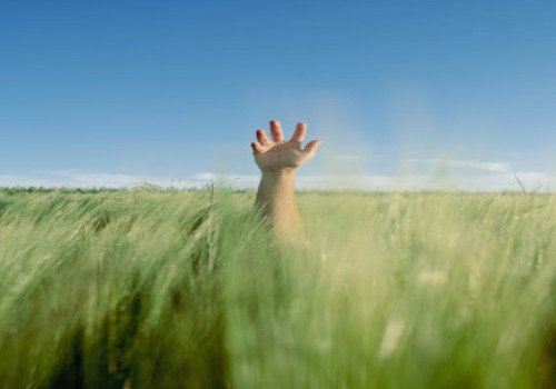 Wat is de levensduur van een varken?