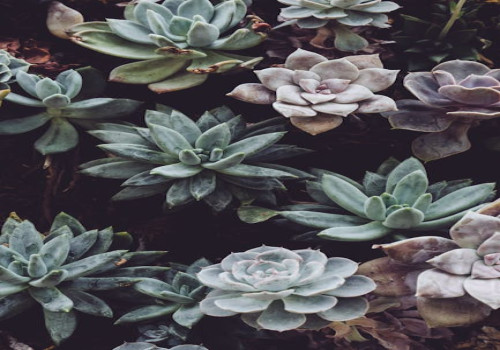 Waarom planten praten: communicatie in de natuur