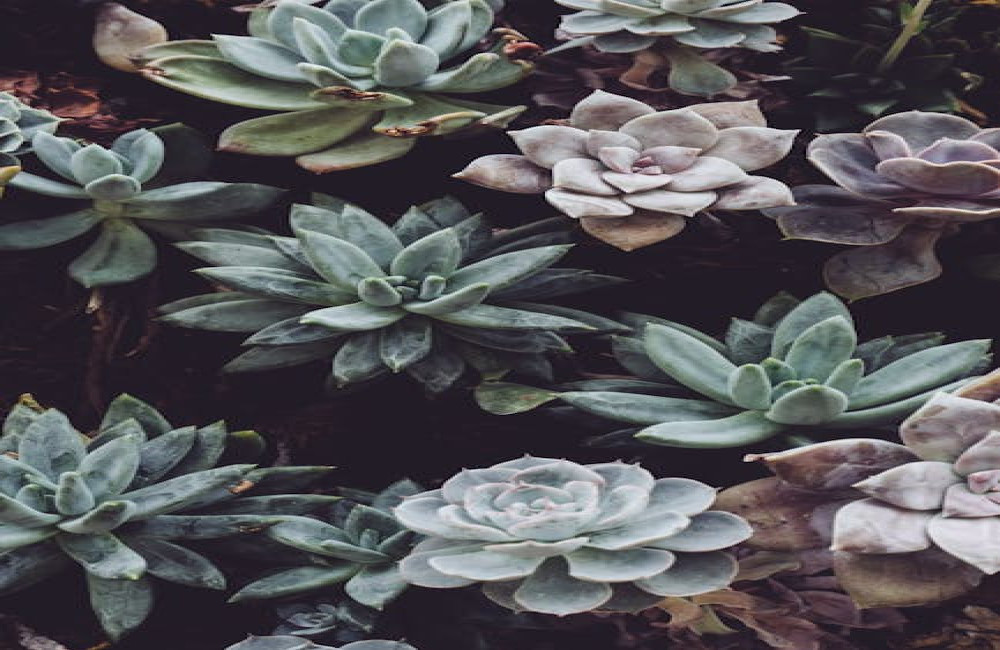 Waarom planten praten: communicatie in de natuur