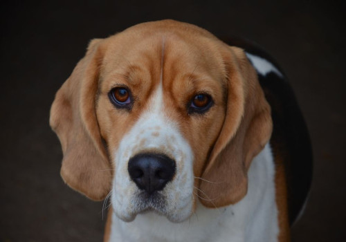 Nederlandse naam beagle: hoe je jachthond een naam kiest