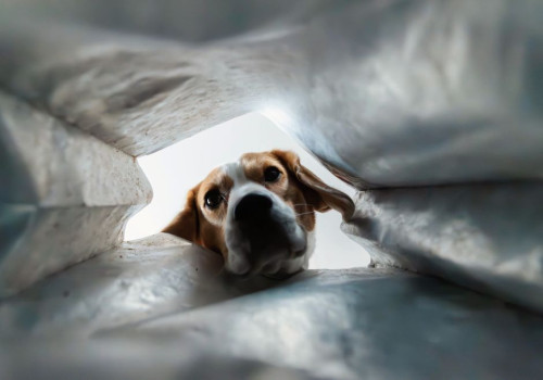 Nederlandse naam beagle: de juiste benaming uitgelegd