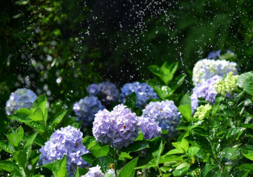 Hoeveel liter water heeft een hortensia per week nodig bij 25 graden?