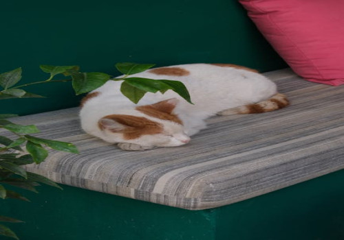 Wat is de optimale duur voor een powernap zonder dat je in een diepe slaap valt?