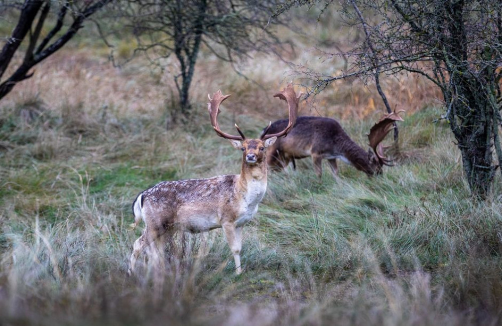 Hoe laat hoor je edelherten burlen op de Veluwe eind september en begin oktober?
