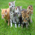 Waarom katten graag in dozen zitten en hoe je dit gedrag kunt verklaren