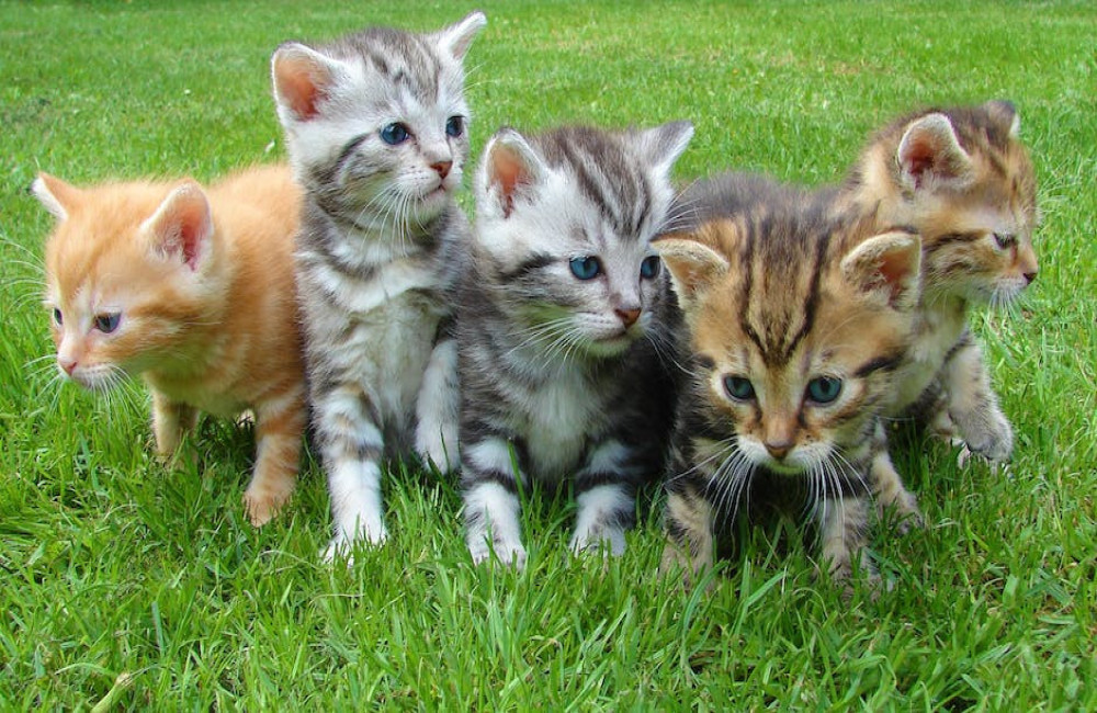 Waarom katten graag in dozen zitten en hoe je dit gedrag kunt verklaren