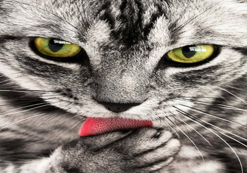 Wat betekent de uitdrukking 'de kat uit de boom kijken'?