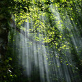 Wat betekent de uitdrukking 'door de bomen het bos niet meer zien'?
