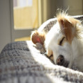 Waarom ruikt mijn hond sterk naar vis en hoe los ik dit op?