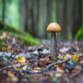 Hoe herken je eetbare paddenstoelen in Nederland zonder vergissing?